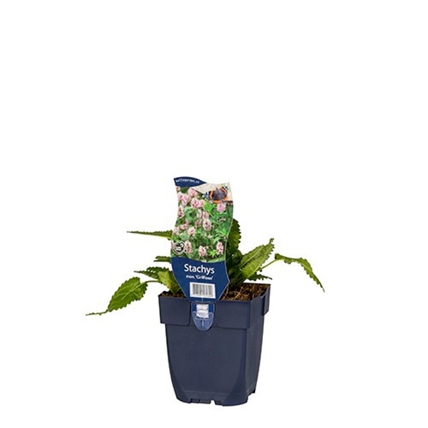 Stachys monieri 'Griffioen' - P11